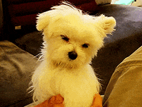 Tired Safe For Work GIF
