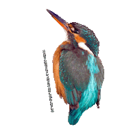parcodeltapo nature bird bike duck Sticker
