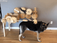 Dog GIF by ViralHog