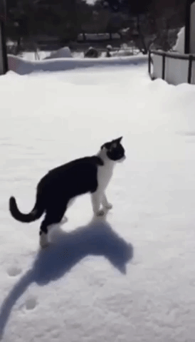 Narrow Escape for Cat as He Treads Through Deep Snow