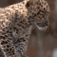 Baby Snarling GIF by San Diego Zoo Wildlife Alliance