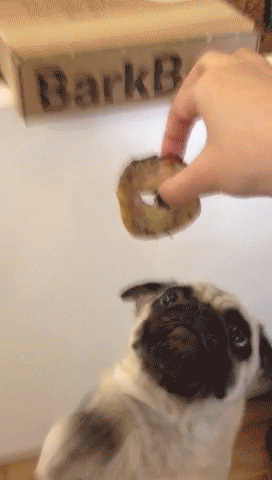 GIF by The BarkPost 