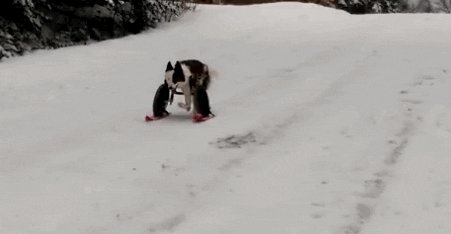 dog snow GIF by Cheezburger