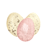 Spring Chicken Sticker by P13PaperProducts