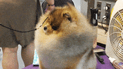 dog GIF by Westminster Kennel Club