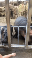 Cincinnati Zoo Debuts Fiona's New Tricks on World Hippo Day