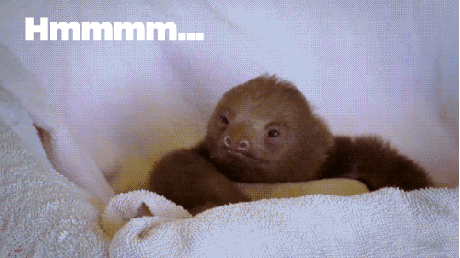 thinking sloth GIF