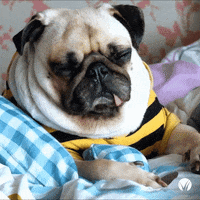 BHGREWinans bhgre dogday bebetter GIF