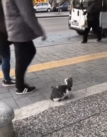 cuteanimalland giphyupload GIF