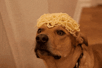 dog must GIF