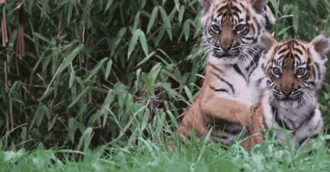 cuteanimalland giphyupload GIF