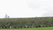 hedge GIF