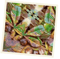 Autumn Conker GIF by TeaCosyFolk