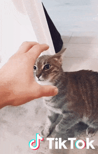 Chat GIF by TikTok France