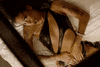 Hard GIF by Rico Nasty