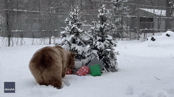 Wrapping Paper Doesn't Stand a Chance as Rescue Bears Open Christmas Gifts