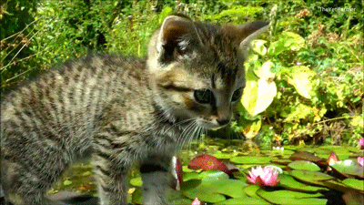 Cat Flowers GIF