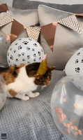 Elderly Cat Celebrates 23rd Birthday
