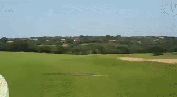 Enormous Python Slithers Onto Golf Course in Zimbali, South Africa