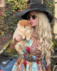 Pomeranian Happy Dog GIF
