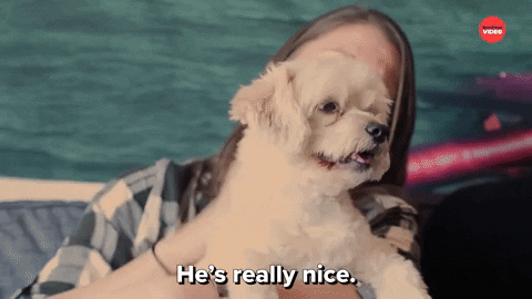 Dogs International Dog Day GIF by BuzzFeed