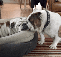 GIF by DrakeUGriff