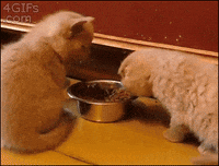 Cat Eating GIF