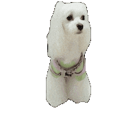 Dogs Love Sticker