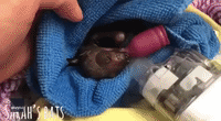 Tiny Bat 'Blob' on Special Breathing Support Machine