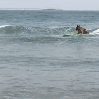 dog surf GIF by The Videobook