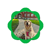 marshallucareer mu lorelai marshall university therapy dog Sticker