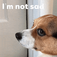 Corgi Milo GIF
