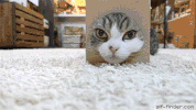 share snake GIF