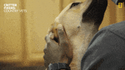 Good Boy Dog GIF by Nat Geo Wild