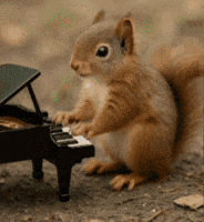 Piano Squirrel GIF by Studio Voisier
