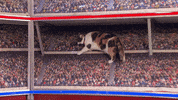 countdown to valentine&#39;s day cat bowl GIF by Hallmark Channel