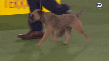 GIF by Westminster Kennel Club