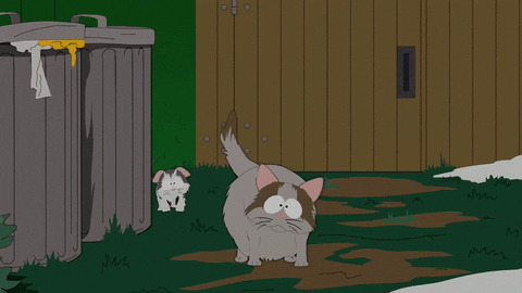cat looking GIF by South Park 