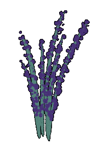 Flowers Lavender Sticker