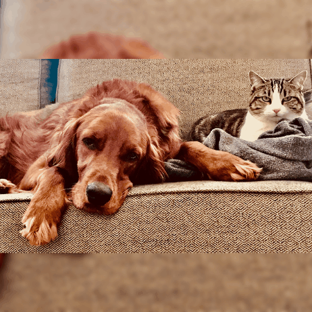 evantynan giphygifmaker giphyattribution evan tynan GIF