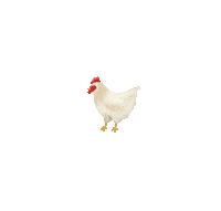 lisachiuqq food illustration animal chicken Sticker