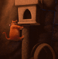cat fall GIF