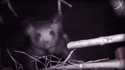 Eyes GIF by plusQA_test_partner