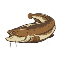 Catfish Pesca Sticker by Jolly Fishing