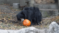 Animals Munch on Halloween Pumpkin Treats at Brookfield Zoo in Illinois