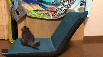 Playful Chinchilla Performs Acrobatic Leaps in Japanese Household