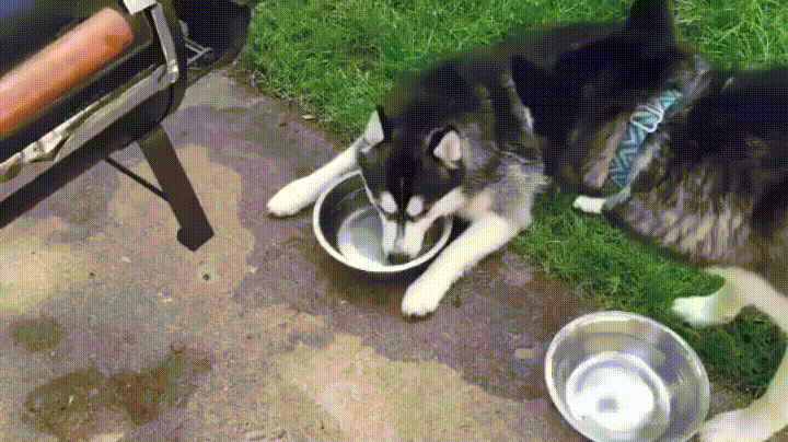 dog bubbles GIF