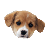 puppies STICKER by imoji