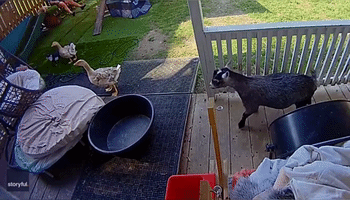 Goat's Lie Down Interrupted by Grooming Session From Ducks and Geese