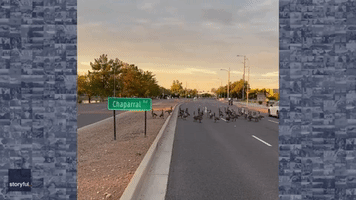 Flock of Slow-Moving Geese Halt Traffic in Arizona